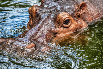 Hippopotamus