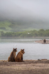 Two Bear Cubs Sit By A Misty Lake In Russia