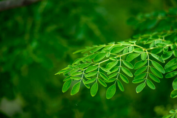 the moringa tree leaves background