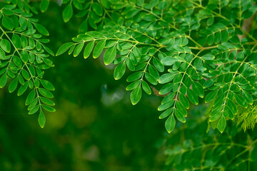 the moringa tree leaves background