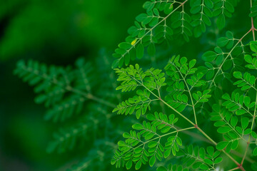 the moringa tree leaves background