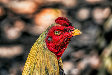 Thailand Male Chicken Rooster