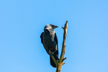 Jackdaw sitting on a treetop