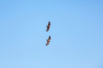 Two White-tailed eagles flying on a blue sky