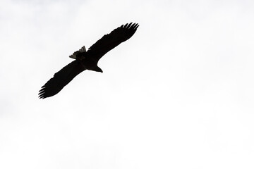 White-tailed eagle in silhouette flying the sky