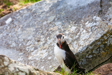 Atlantic puffin looking at the camera