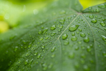 raindrops on green leaves during rainy days