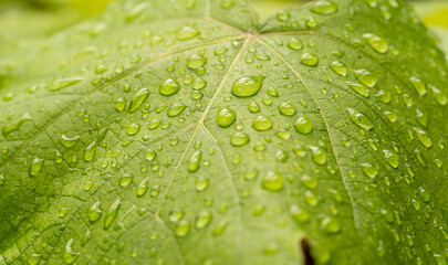 raindrops on green leaves during rainy days