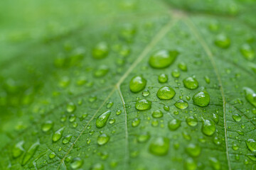 raindrops on green leaves during rainy days