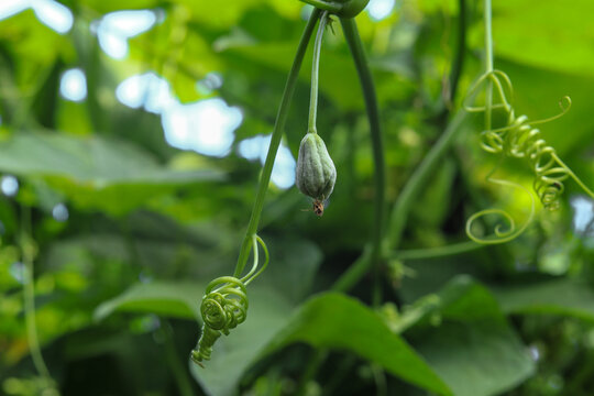 Fresh, tender young chayote fruit, leaves, and coiled tendrils of the Sechium edule vine, showcasing the plant's growth and natural texture in a vibrant green garden.