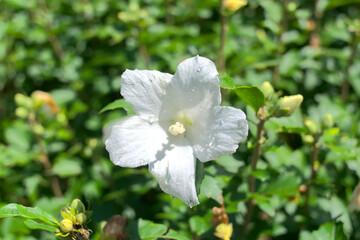白色の木槿の花