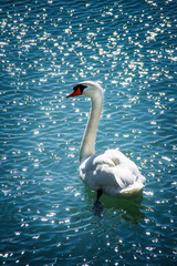 Fototapeta na wymiar Swimming single swan bird on water surface in sinlight