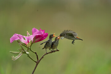 Close-up photo of Yellow Sunbird Colibri hover-fly to feed their chick with a beautiful bokeh background