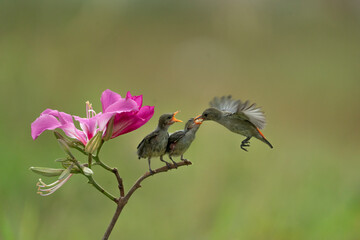 Close-up photo of Yellow Sunbird Colibri hover-fly to feed their chick with a beautiful bokeh background