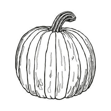 Pumpkin sketch. Outlines of pumpkin hand drawn in ink. Black and white drawing. Isolated image of seasonal gourd on a white background.