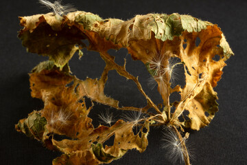 dry leaves and dandelion seeds