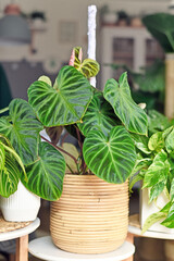 Lush topical 'Philodendron Verrucosum' houseplant with dark green veined velvety leaves in basket...