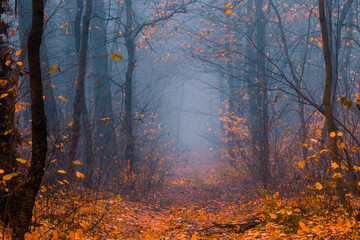 Mysterious pathway. Footpath in the dark, cold, foggy, autumn forest with high trees. Arch through the autumn misty forest with yellow leaves