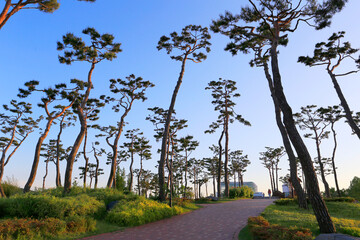 Pine forest at Yurim park in Daejeon city, South Korea.