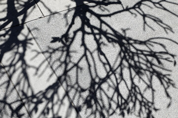 Interesting shadows and shapes of the branches of the Frangipani tree