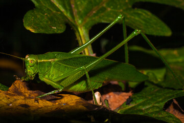 A Katydid On A Leaf AKA Bush Cricket