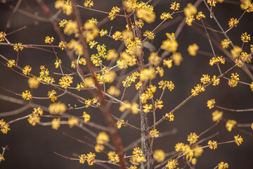 yellow flowers of a Japanese cornelian cherry