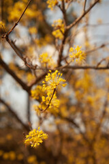 Japanese Cornelian cherry tree's flowers