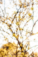 the golden hour of flowers