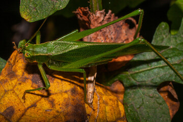 A Katydid On A Leaf Looking Up