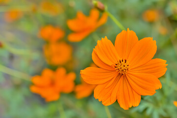 キバナコスモス