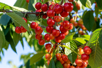 Branches with red cherry fruits on a blue sky background