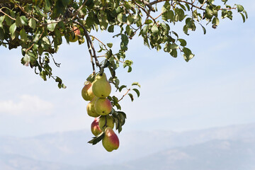 Cluster of ripe pears hanging on the branch of an outdoor pear tree.