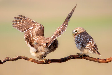 Fıghting birds. Little owls. Colorful nature background. Athene noctua.  