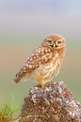 Little owl. Colorful nature background. Athene noctua.  