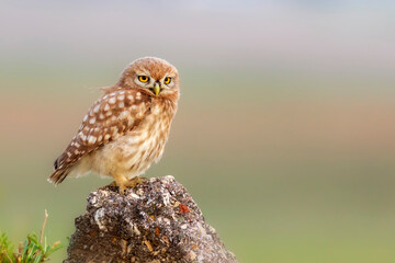 Owl. Colorful nature background. Bird: Little owl. Athene noctua.  