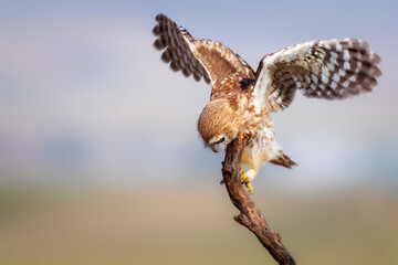 Little owl. Colorful nature background. Athene noctua.  