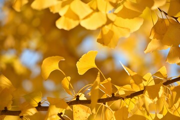 blue sky and yellow leaves of ginkgo - obrazy, fototapety, plakaty