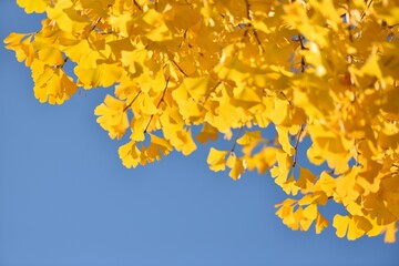 blue sky and yellow leaves of ginkgo