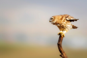 Owl. Colorful nature background. Bird: Little owl. Athene noctua.  