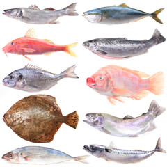Collection of marine fish on white background
