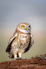 Owl. Colorful nature background. Bird: Little owl. Athene noctua.  