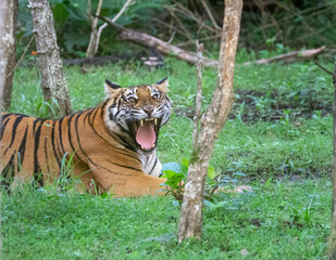 Fototapeta na wymiar Bengal tiger, also known as the Royal Bengal tiger,[3] is a tiger from a specific population of the Panthera tigris tigris subspecies that is native to the Indian subcontinent