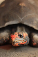 Red-footed tortoise