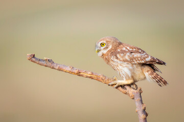 Owl. Colorful nature background. Bird: Little owl. Athene noctua.  