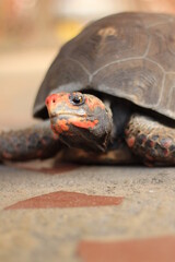 Obraz premium Red-footed tortoise