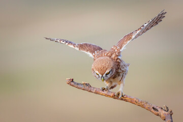 Little owl. Colorful nature background. Athene noctua.  