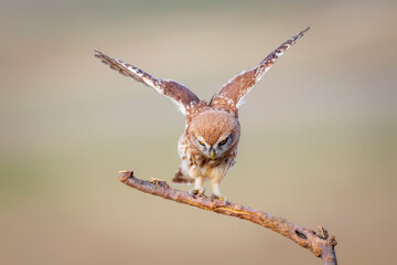Little owl. Colorful nature background. Athene noctua.  