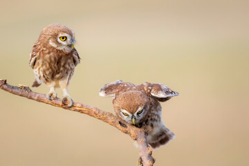Little owls. Colorful nature background. Athene noctua.  