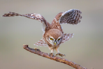 Little owl. Colorful nature background. Athene noctua.  