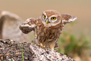 Owl. Colorful nature background. Bird: Little owl. Athene noctua.  